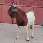 فحل بورقوت فاخر