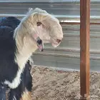 طلي نجدي