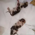 قطط للتبني