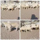 32 رخال حريه طيبه بفحولها 2 في أملج -الحد موجود
