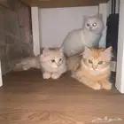 قطط للتبني