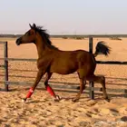 مهره واهو مكس جمال