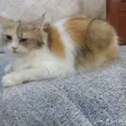 قطة للتبني