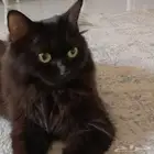قطة للتبني