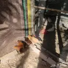 ديك دجاج