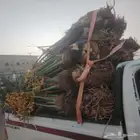 نخيل البيع متواجد في الرياض الشفاء ديراب المزحميه_الجلة_لخرج