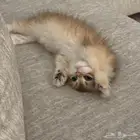 قطة سكوتش فولد لونق هير - انثى