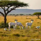 الي حاب يخش قروب بيع و شراء الحيونات يتواصل معي