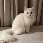 قطة شيرازية للتبني