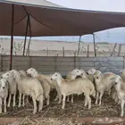 طليان للمناسبات