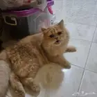 قطة للتبني العمر 9 شهور