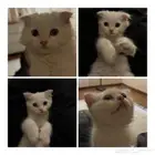 قطط صغيره كيتن للبيع