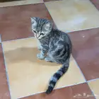 قطط صغيرة للتبني