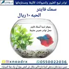 سمك فايتر ذكور إناث 10 ريال علاج سمك محل نوادر