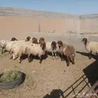 غنم نعيم حيل