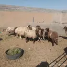 غنم نعيم حيل