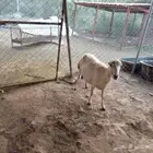 نعجه بلدي لبن وافر