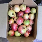 رمان طائفي طازج من المزرعة   لذيذ