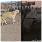 ( تم البيع) ثني فاخر من حلال الصياد في أملج