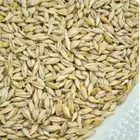 بذور شعير سداسي