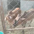 حسلان للبيع