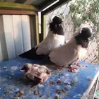 زوج سوداني معاه انتاجه