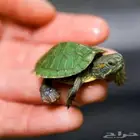 مكه المكرمه