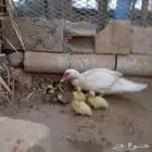 بطه مسكوفي منتجة