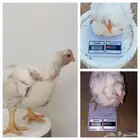 20 دجاج لاحم