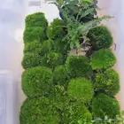 سمك الفايتر-حوض تيراريوم-نباتات نوادر -نبات الكوشن موس