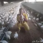 مربي دواجن للحم من بداية الدوره إلى النهايه