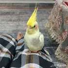 كروان مفقود