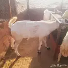 تيس بلدي العيدابي