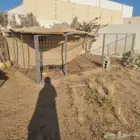 شبك ثلاث قطع القطعة 3 متر