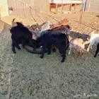 تيس عاضي لباني