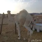 قعود أوضح للبيع