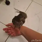 فرخ كروان اليف