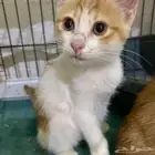 قطط لتبني