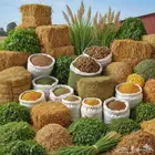 مطلوب دراسة جدوى حديثه