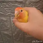 روز شبه اليف