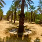 بيع وزراعة وصيانة وتكريب النخيل