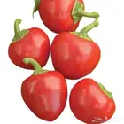 شتلات فلفل كرزي وفلفل رومي وطماطم شوكة وفلفل حار