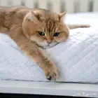 مطلوب قط سكوتش او بريتش للتزاوج