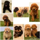 بومرينيم وميني توي بودل ويوركي وجيرمن