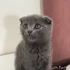 انثى سكوتش فولد للبيع .