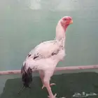 ديك حجازي (فارسي) للبيع