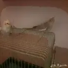 مكه المكرمه الشرائع