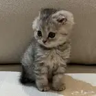 قطة مفقودة تبوك القادسية