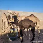 قعدان قصب فل شحم