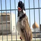 بلبل مكس ماليزي عربي